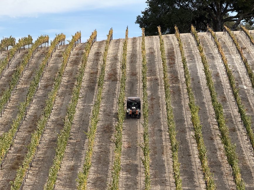 A scanner-equipped Honda Pioneer buggy working a hillside block, seen small against wide rows of vines